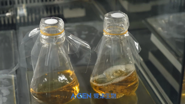 細(xì)菌培養(yǎng)瓶無文字版本_4