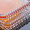 细胞培养透明板单孔细胞培养板平底未处理无菌带透明盖