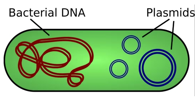 细菌基因组DNA和质粒